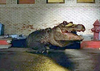 Classicline lança a coleção “Alligator” em uma edição de luxo